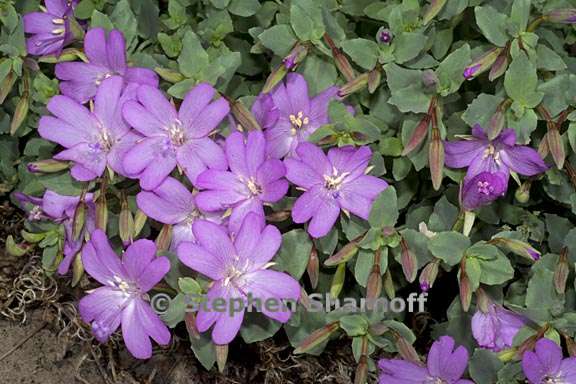 epilobium obcordatum 2 graphic